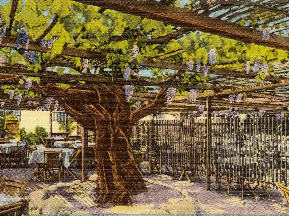 Vintage postcard of the Mother Grapevine arbor in San Gabriel, with tables set beneath its trunk and leaves